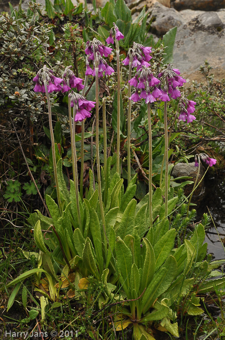 <i>Primula secundiflora </i>