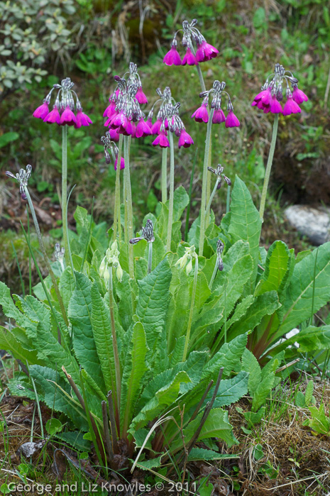 <i>Primula secundiflora </i>