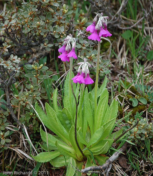 <i>Primula secundiflora </i>