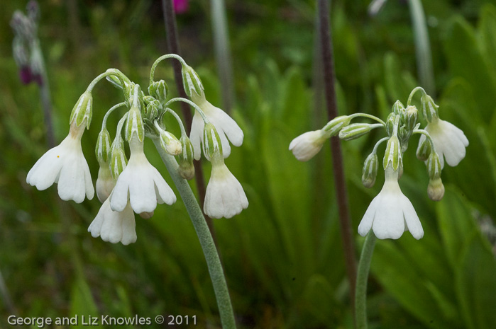 <i>Primula secundiflora </i>