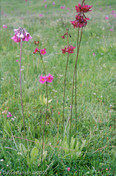 <i>P. secundiflora (L), P. poissonii (M), P. x dschungdienensis (R),  </i>