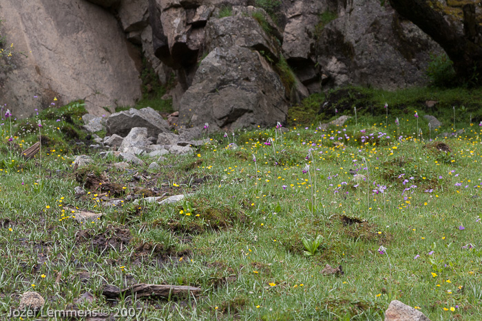 <i>Primula secundiflora </i>