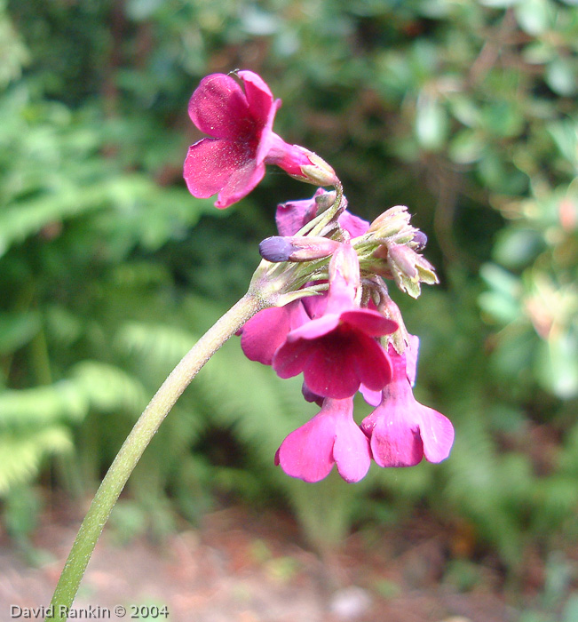 <i>P. secundiflora X P. wilsonii </i>