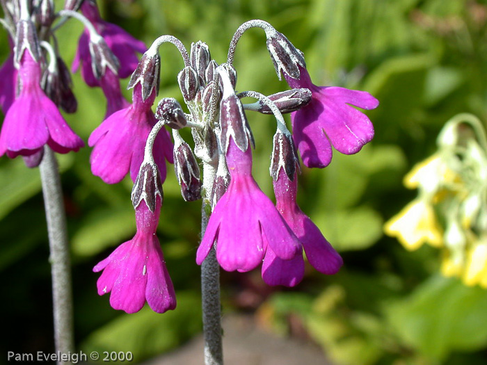 <i>Primula secundiflora </i>