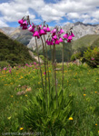 <i>Primula secundiflora </i>