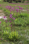 <i>Primula secundiflora </i>