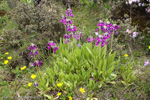 <i>Primula secundiflora </i>