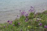 <i>Primula secundiflora </i>