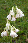 <i>Primula secundiflora </i>