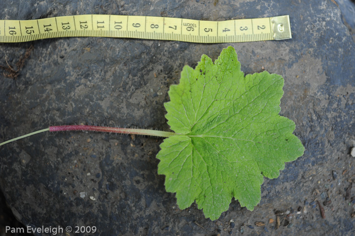 <i>Primula septemloba </i>