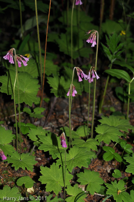 <i>Primula septemloba </i>