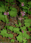 <i>Primula septemloba </i>