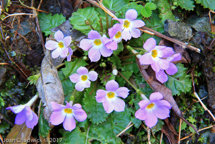 <i>Primula sessilis </i>