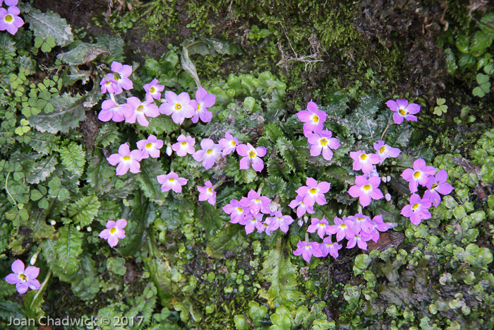 <i>Primula sessilis </i>