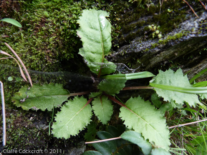 <i>Primula aff. sessilis </i>