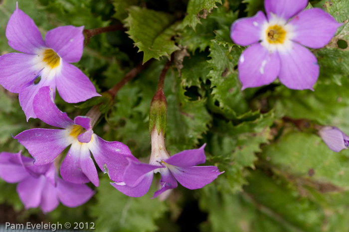 <i>Primula sessilis </i>