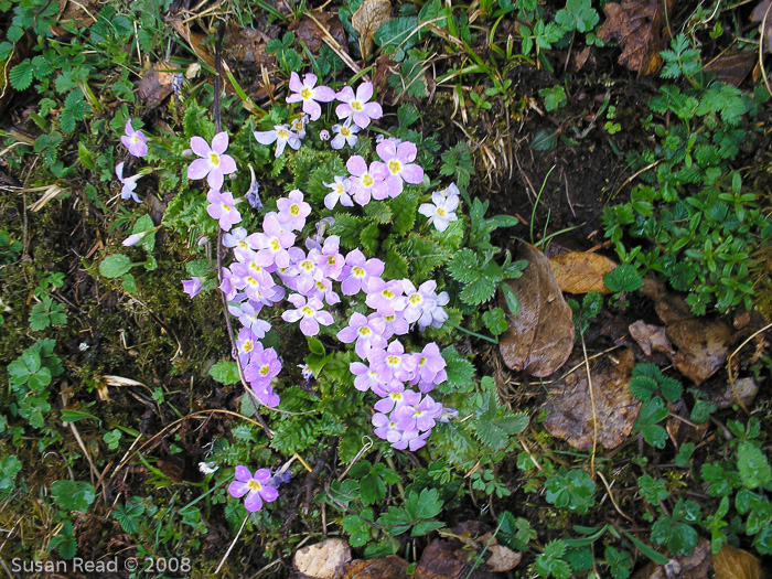 <i>Primula sessilis </i>