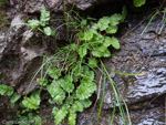 <i>Primula aff. sessilis </i>