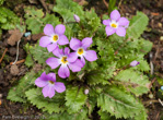 <i>Primula sessilis </i>