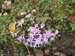 <i>Primula sessilis </i>