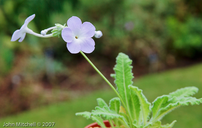 <i>Primula sherriffiae </i>