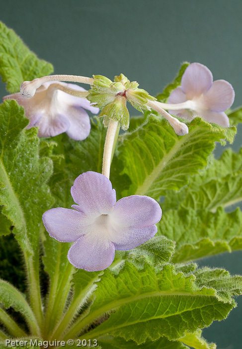 <i>Primula sherriffiae </i>