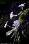 <i>Primula sherriffiae </i>