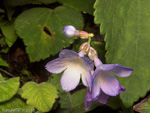 <i>Primula siamensis </i>