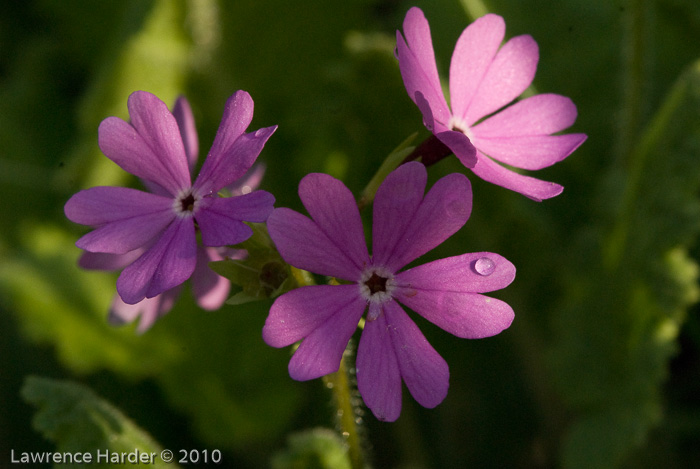 <i>Primula sieboldii </i>