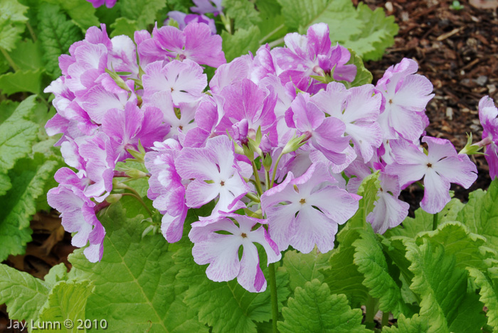 <i>Primula sieboldii </i>