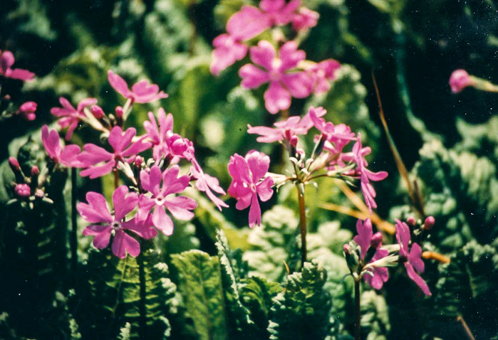 <i>Primula sieboldii </i>