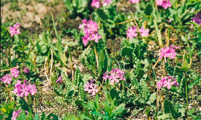 <i>Primula sieboldii </i>