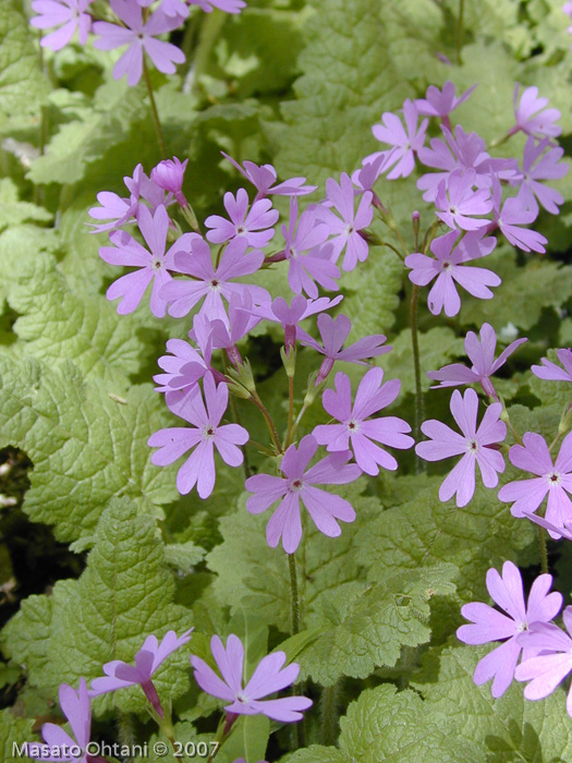 <i>Primula sieboldii </i>