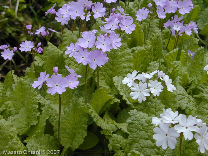 <i>Primula sieboldii </i>