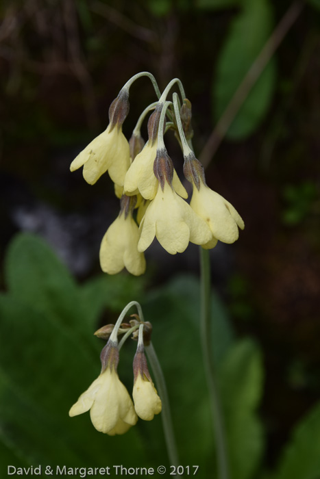 <i>Primula sikkimensis </i>