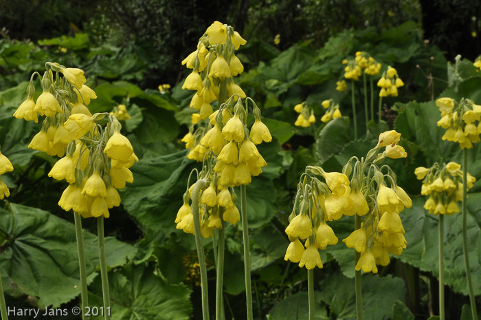 <i>Primula sikkimensis </i>