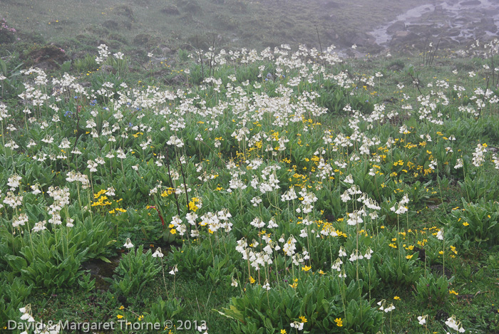 <i>Primula sikkimensis </i>