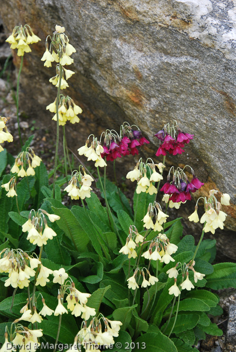 <i>Primula sikkimensis, P. waltonii </i>