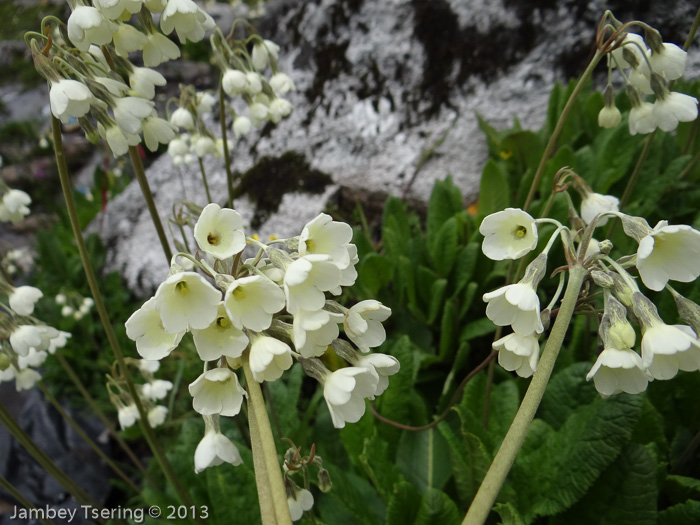 <i>Primula sikkimensis </i>