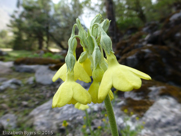 <i>Primula sikkimensis </i>