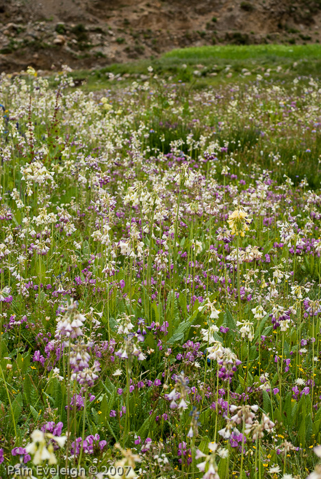 <i>Primula sikkimensis hybrids </i>