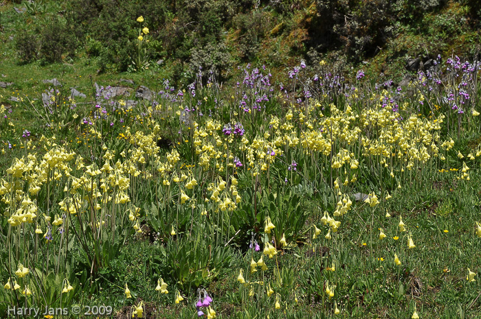 <i>Primula sikkimensis </i>