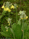 <i>Primula sikkimensis </i>