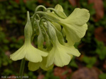 <i>Primula sikkimensis </i>