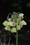 <i>Primula sikkimensis X var. hopeana hybrid </i>