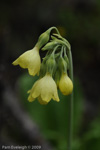 <i>Primula sikkimensis </i>