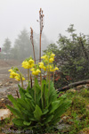 <i>Primula sikkimensis </i>