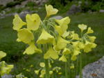 <i>Primula sikkimensis </i>