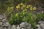 <i>Primula sikkimensis </i>