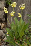 <i>Primula sikkimensis </i>